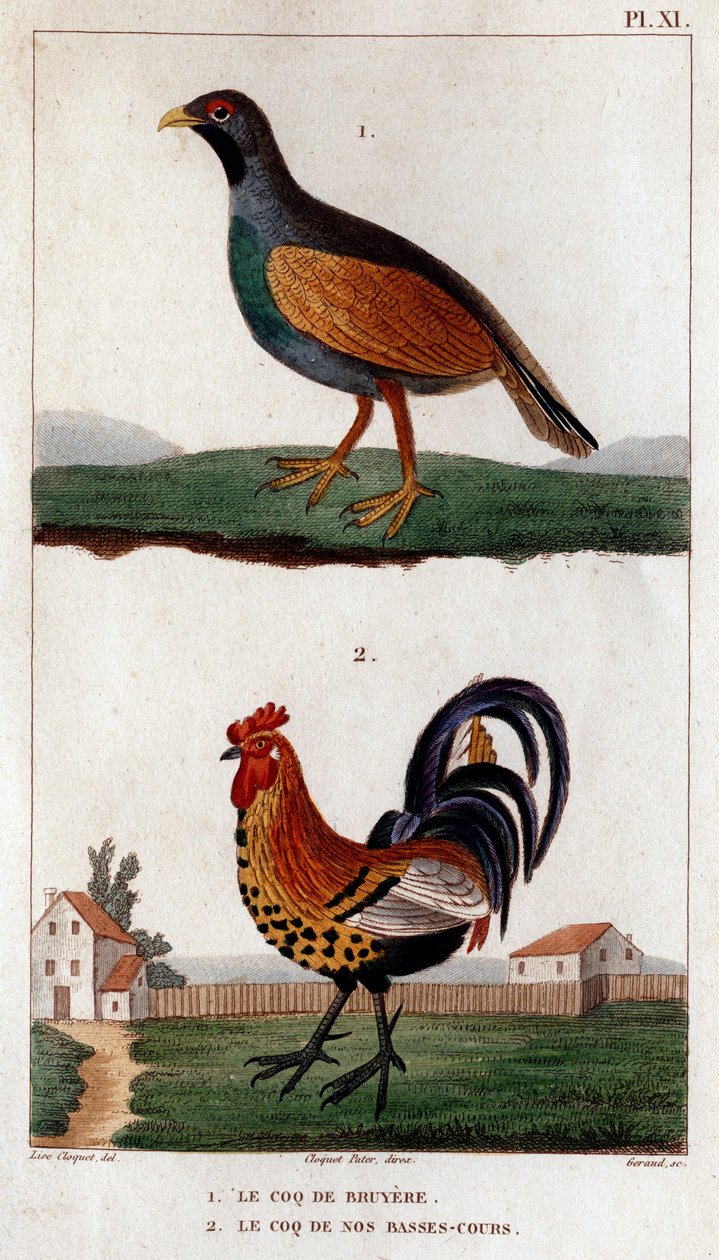 布鲁耶尔的公鸡和我们低洼地的公鸡"。Fauna des Mdecins ou histoire des animaux et de leurs produits par Hippolyte Cloquet" - 第 6 卷 - 1825 年。 作者 伊波利特克洛奎特