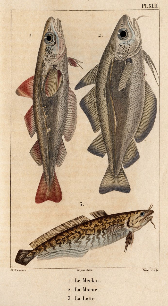 鳕鱼、鳕鱼和鳕鱼"。Fauna des Mdecins ou histoire des animaux et de leurs produits par Hippolyte Cloquet" - 第 6 卷 - 1825 年。 作者 伊波利特克洛奎特