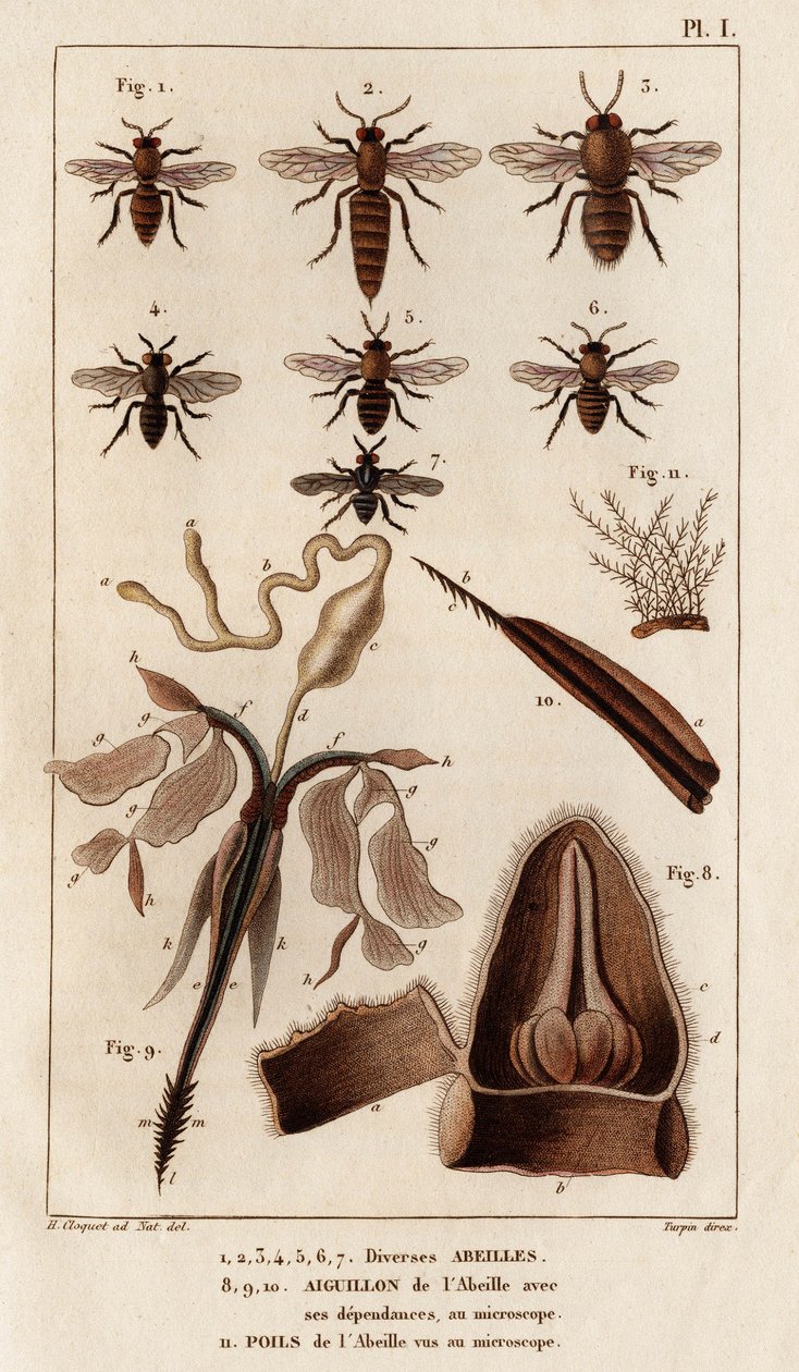 各种蜜蜂。”“Fauna des Mdecins 或动物及其产品的历史，作者：Hippolyte Cloquet” - 第 6 卷 - 1825 年。 作者 伊波利特克洛奎特