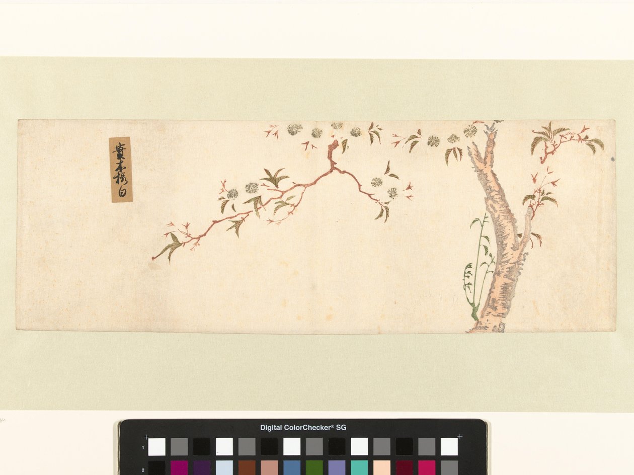 盛开的樱花树 作者 广重（一）、歌川（归属于）