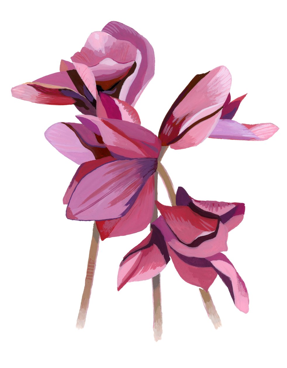 Cyclamen 作者 井筒宏之