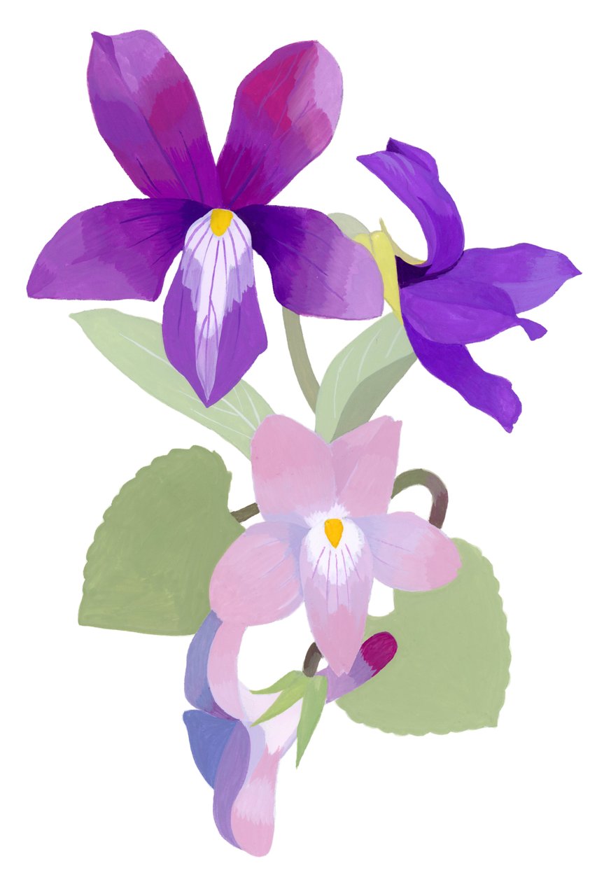 Viola mandshurica 作者 井筒宏之