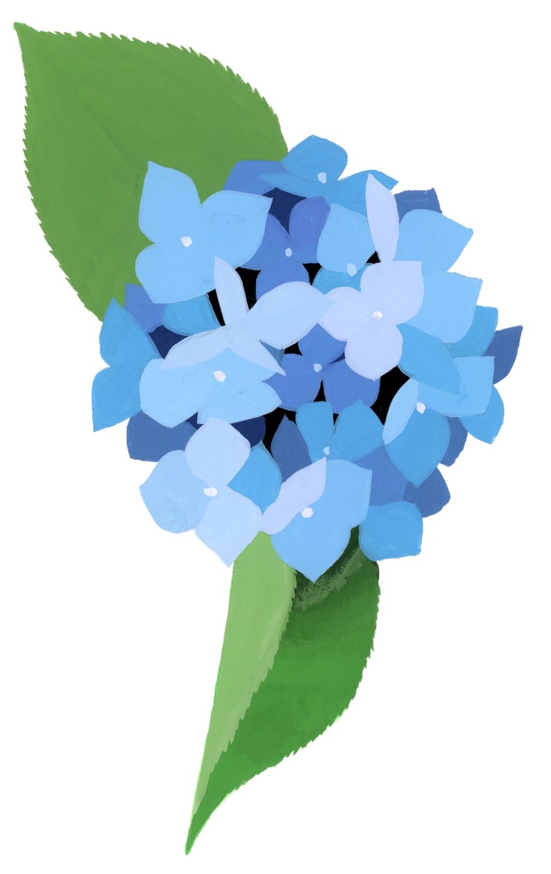 hydrangea 作者 井筒宏之
