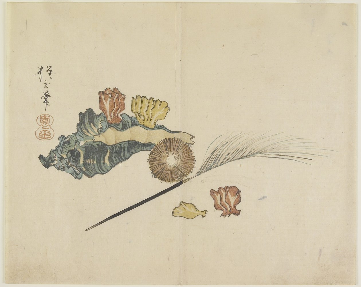 （贝壳），c。 1830 作者 北国