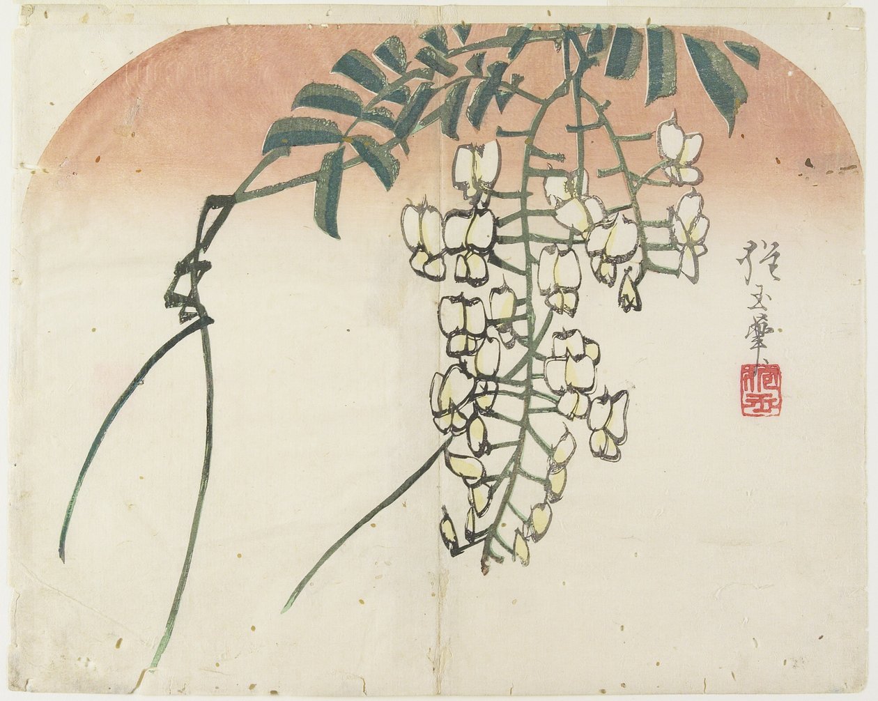 （白紫藤），c。 1830 作者 北国