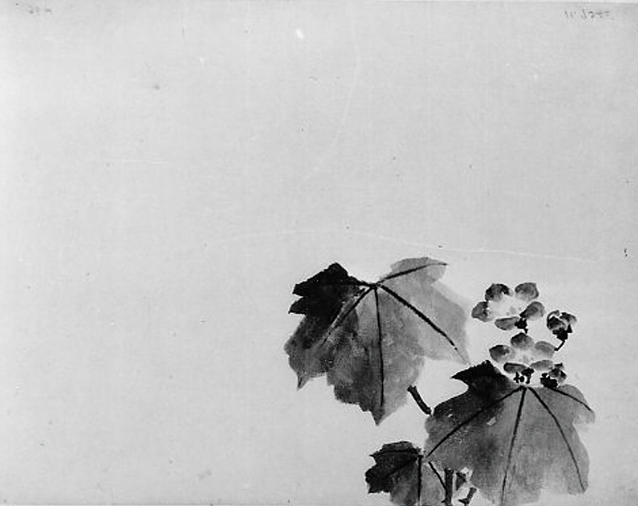 Bellflower，19世纪。 作者 北斋学校。