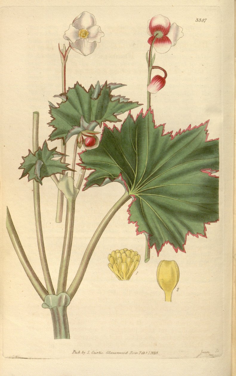 秋海棠（Begonia geraniifolia） 作者 胡克