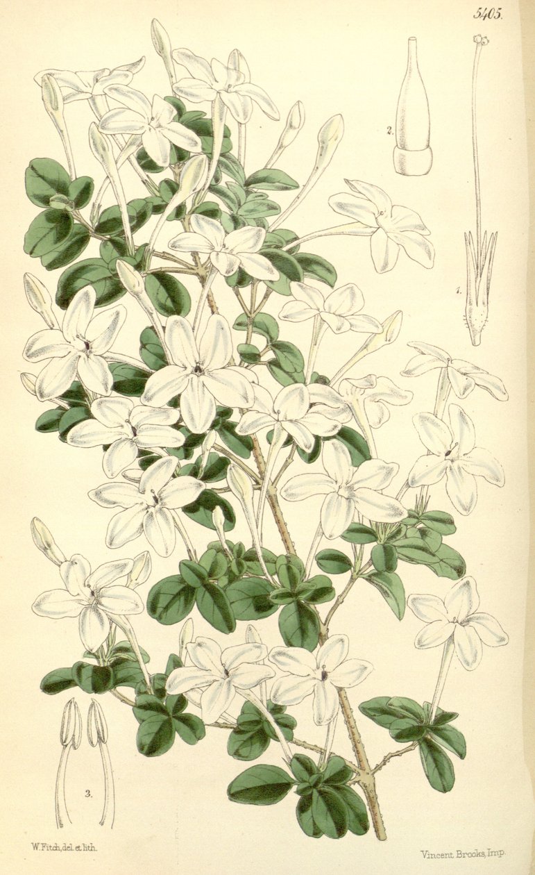 Pseuderanthemum tuberculatum 作者 妓女f。
