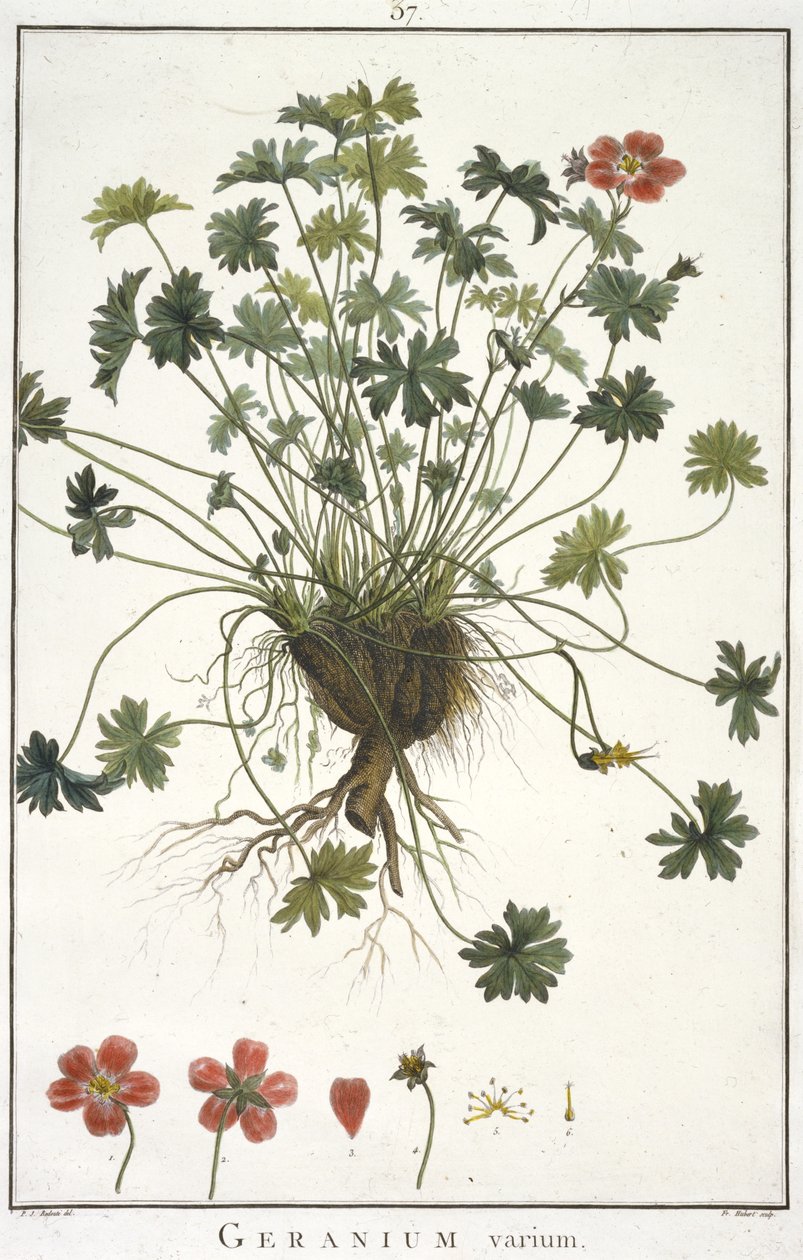 天竺葵从Geraniologia，或几小时，不同天竺葵，Monsoniae Grielum历史图标来说明，1787年至1788年 作者 休伯特·罗伯特
