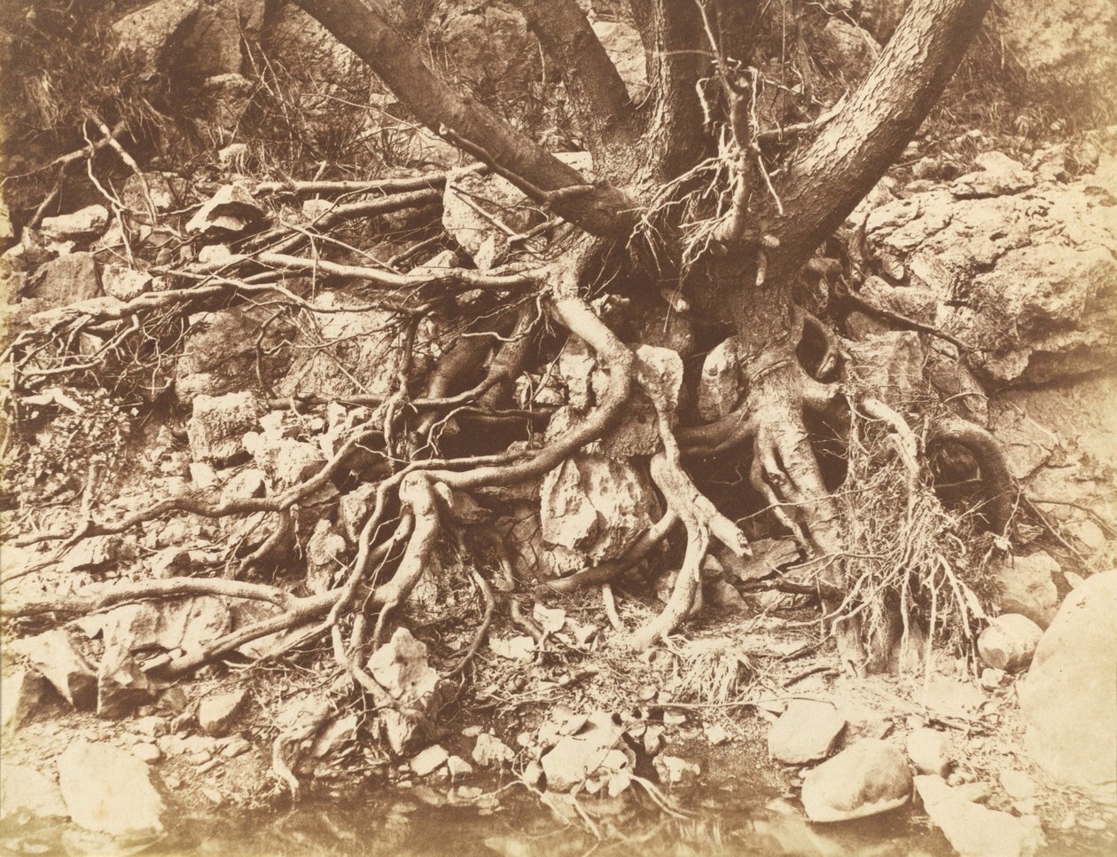 树根缠绕的树，1853 年（照片） 作者 休·欧文