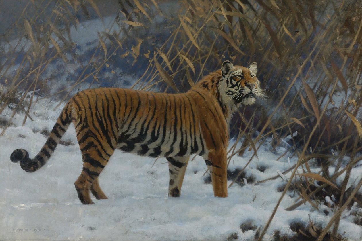 "雪中虎》 雨果-温格维特(1869-1944)的绘画作品 1912年 收藏品 作者 雨果风暴