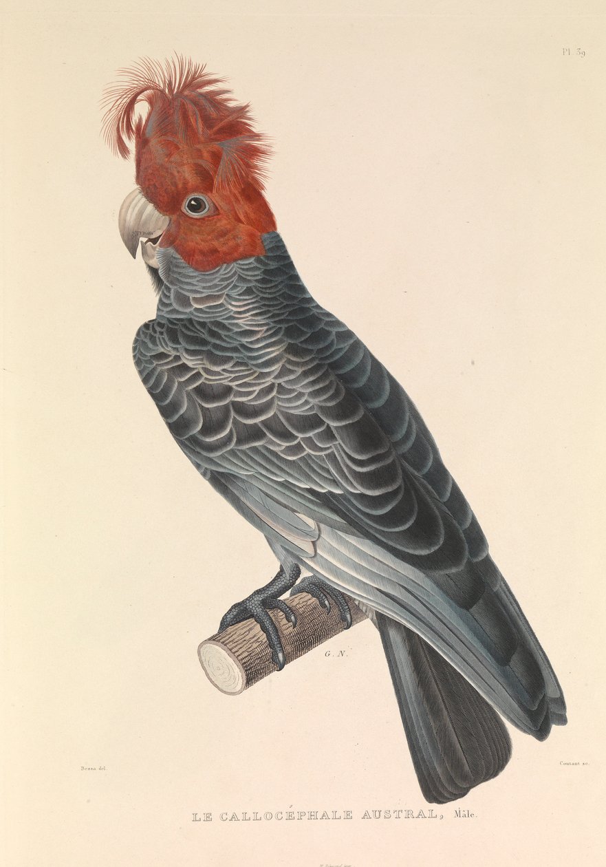 澳大利亚的 Callicéphale 作者 风信子伊夫·菲利普 (1781-1846) 潜能