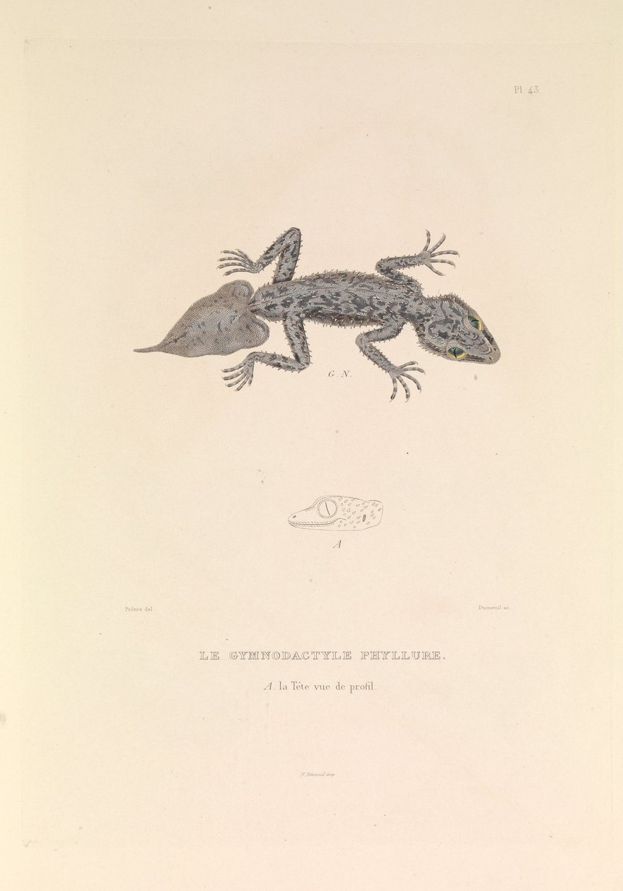 绣线菊属植物 作者 风信子伊夫·菲利普 (1781-1846) 潜能