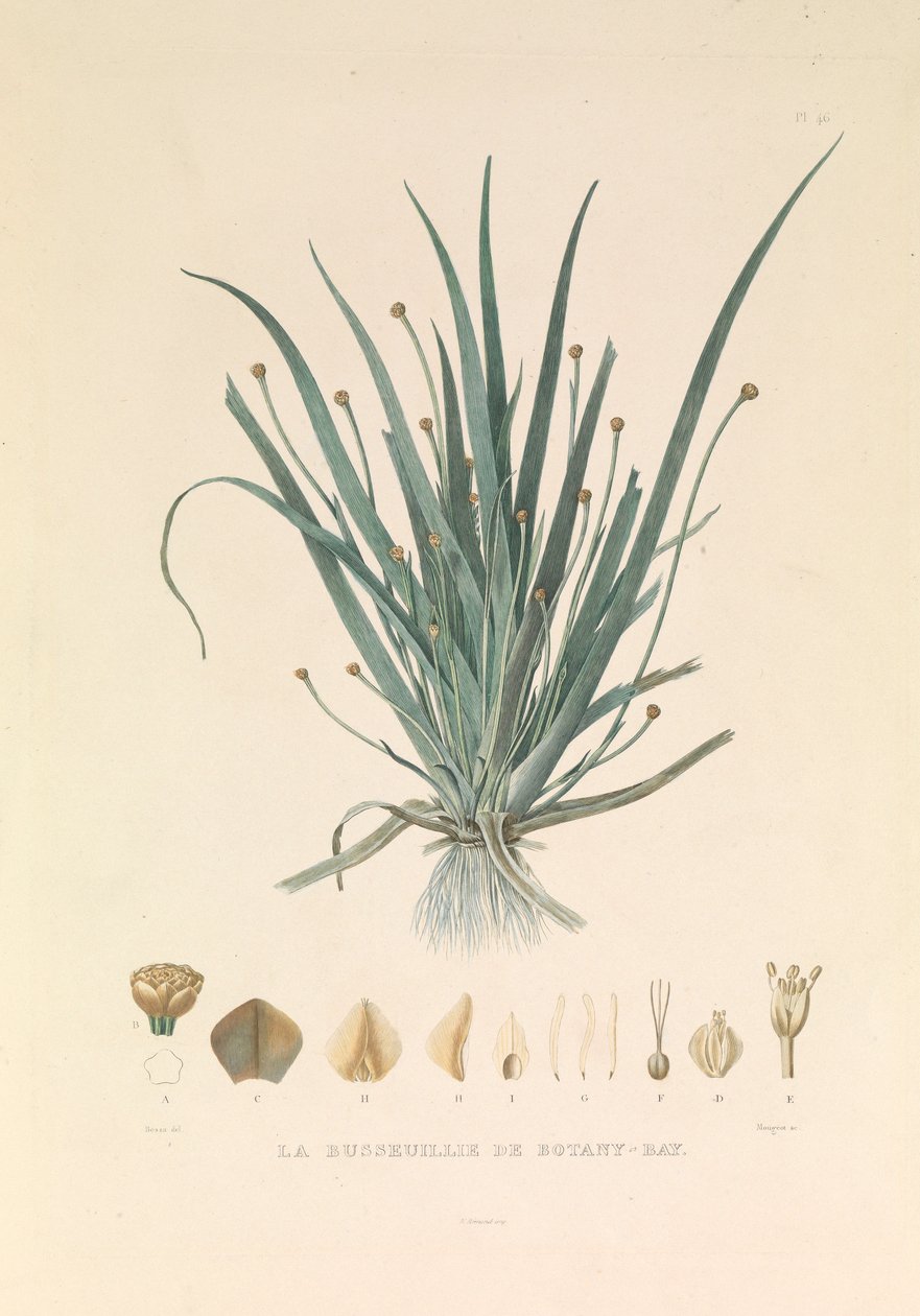 植物湾的 Busseuillie 作者 风信子伊夫·菲利普 (1781-1846) 潜能
