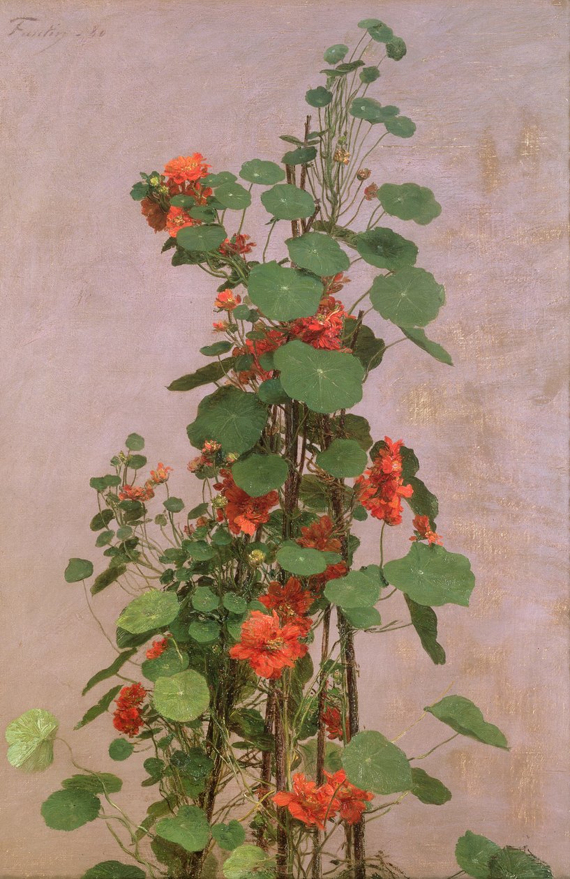 金莲花，1880年 作者 伊格纳斯·亨利·让·范坦·拉图尔
