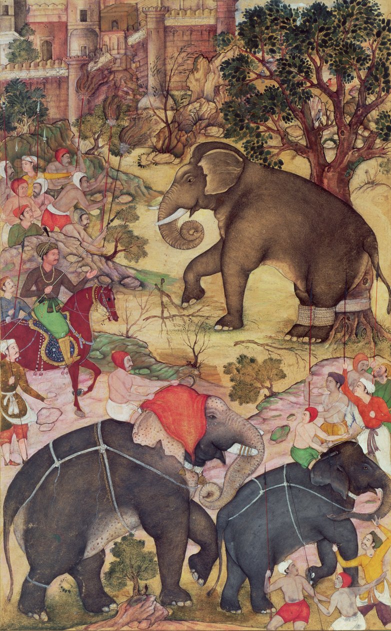 阿克巴检查从Malwa附近的牧群捕获的野生大象，来自Akragnama，Mughal，1590-95（纸上不透明的黄金和黄金） 作者 印度学校