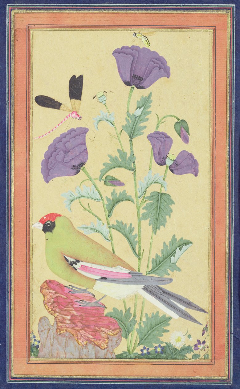雀科，罂粟，蜻蜓和蜜蜂，c.1650-70（wc＆gold on paper） 作者 印度学校