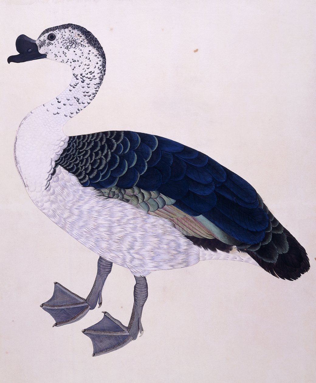 梳鸭，约1800年 作者 印度学校