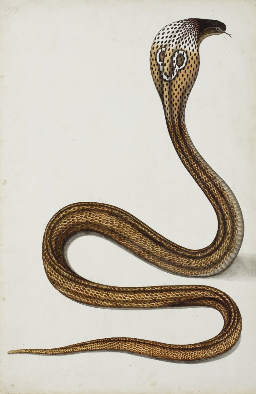 眼镜蛇（Maja tripudians）带帽罩，1785-89（纸上不透明的wc） 作者 印度学校