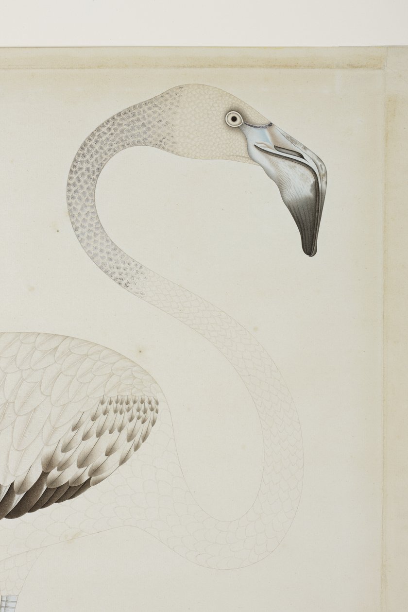 火烈鸟，细节，c.1780（纸上不透明的wc） 作者 印度学校