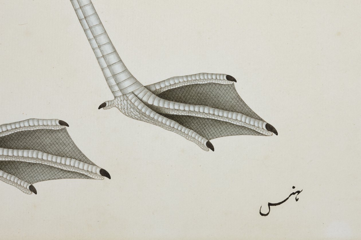 火烈鸟，细节，c.1780（纸上不透明的wc） 作者 印度学校