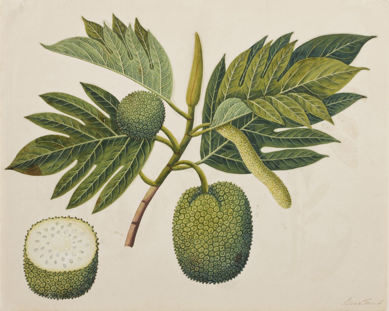 面包果花，叶子和果实，c.1820（纸上不透明的wc） 作者 印度学校