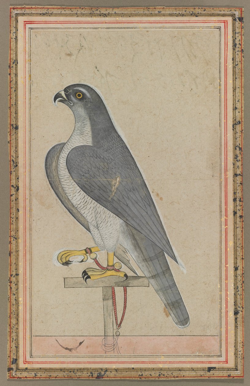 猎鹰，约 1770 年（纸上不透明水彩画） 作者 印度学校