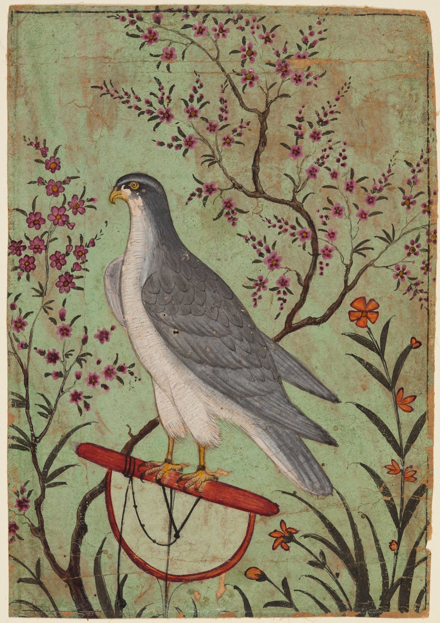 栖木上的猎鹰，约 1610 年（纸上彩画） 作者 印度学校
