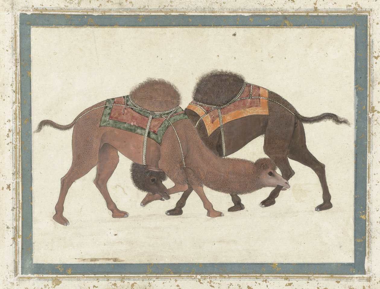 战斗骆驼，c.1680-1700 作者 印度学校