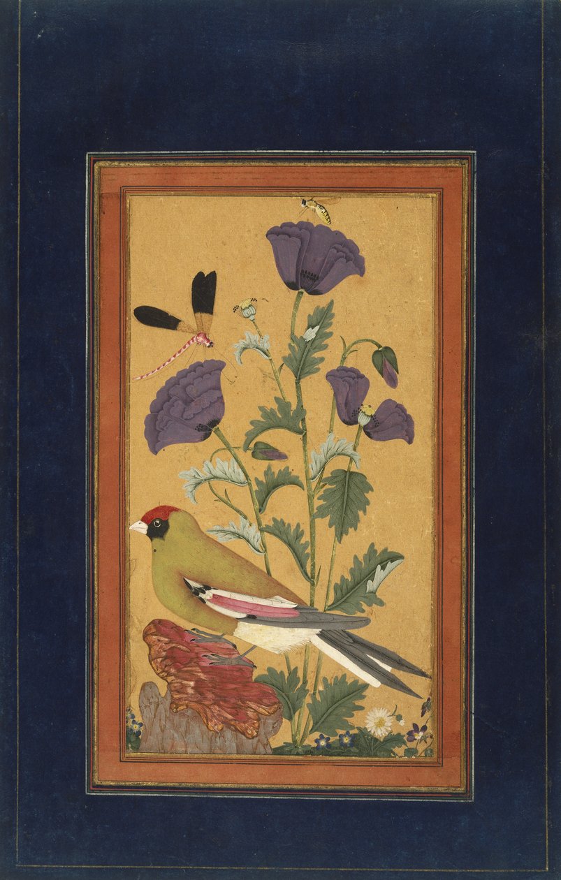 雀科，罂粟，蜻蜓和蜜蜂，1650-70（不透明的wc和黄金在纸上） 作者 印度学校