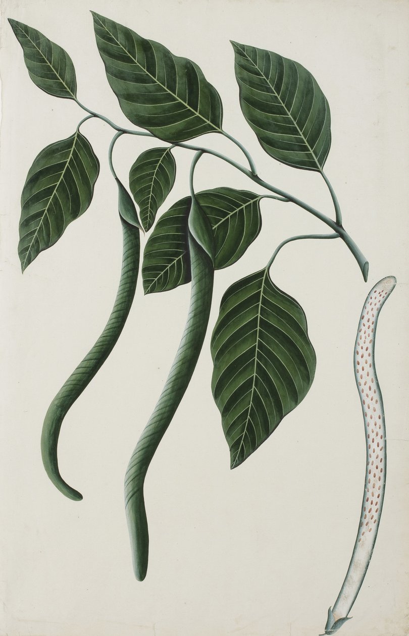 百合科植物之一的果实和叶子，1785-89（纸上不透明的wc） 作者 印度学校