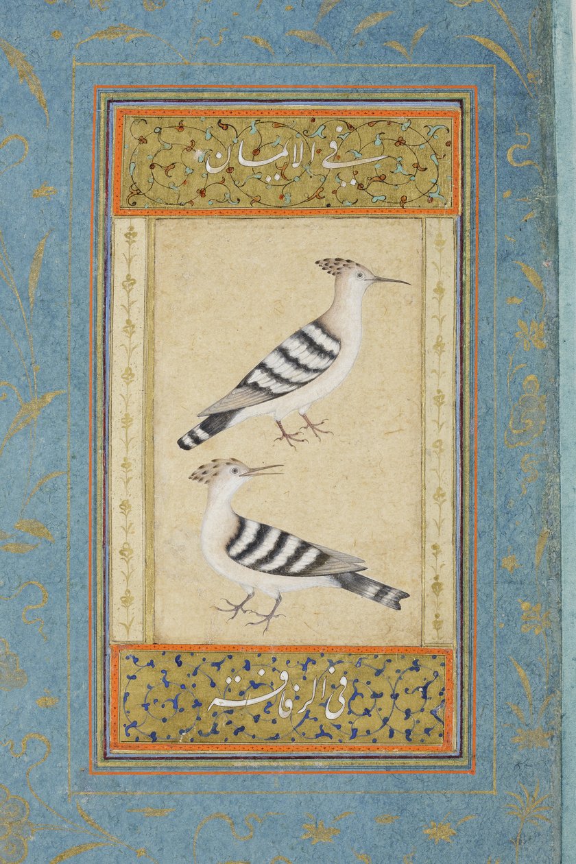 Hoopoes，c.1590（不透明的wc和黄金在纸上） 作者 印度学校