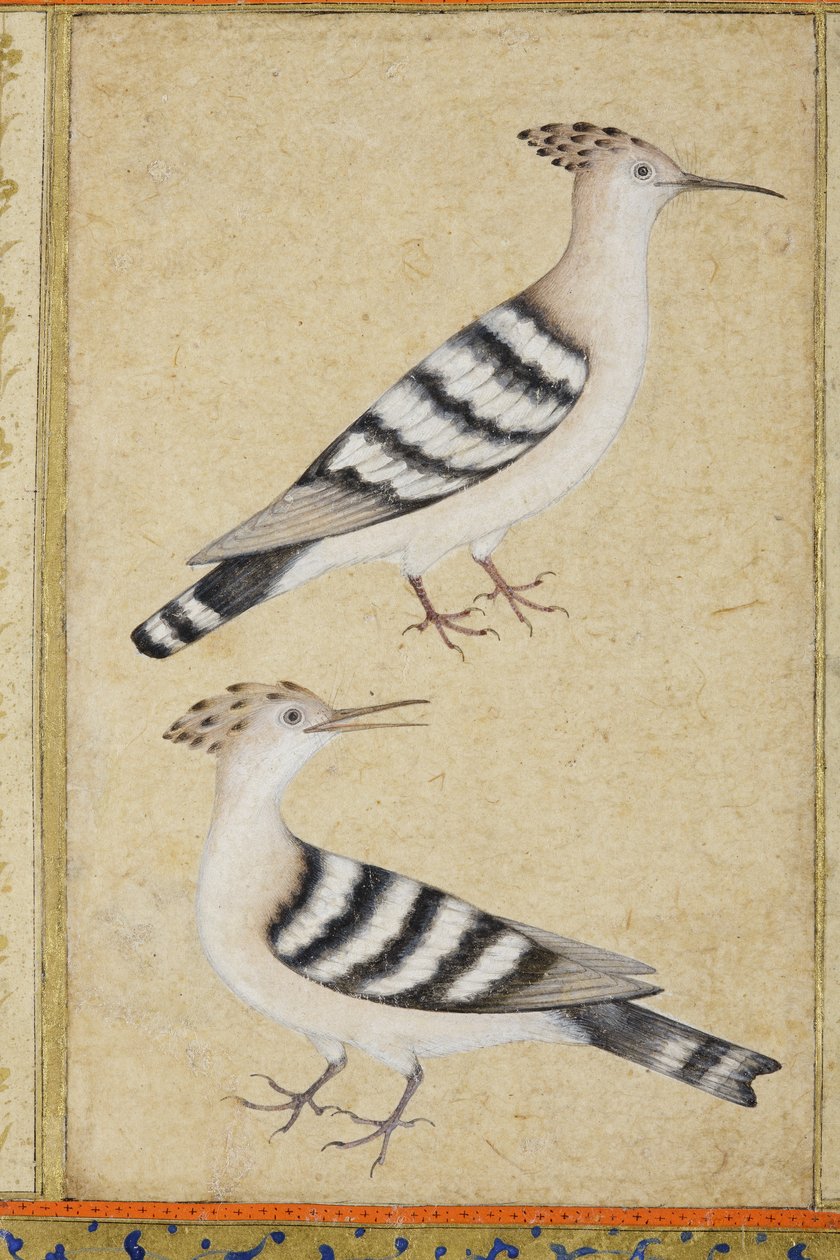 Hoopoes，c.1590（不透明的wc和黄金在纸上） 作者 印度学校