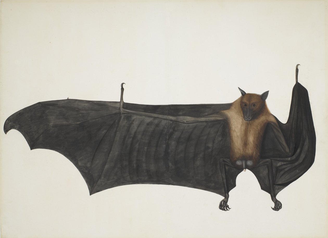 印度飞狐也被称为印度大果蝠，Pteropus Giganteus，约1800年。 作者 印度学校