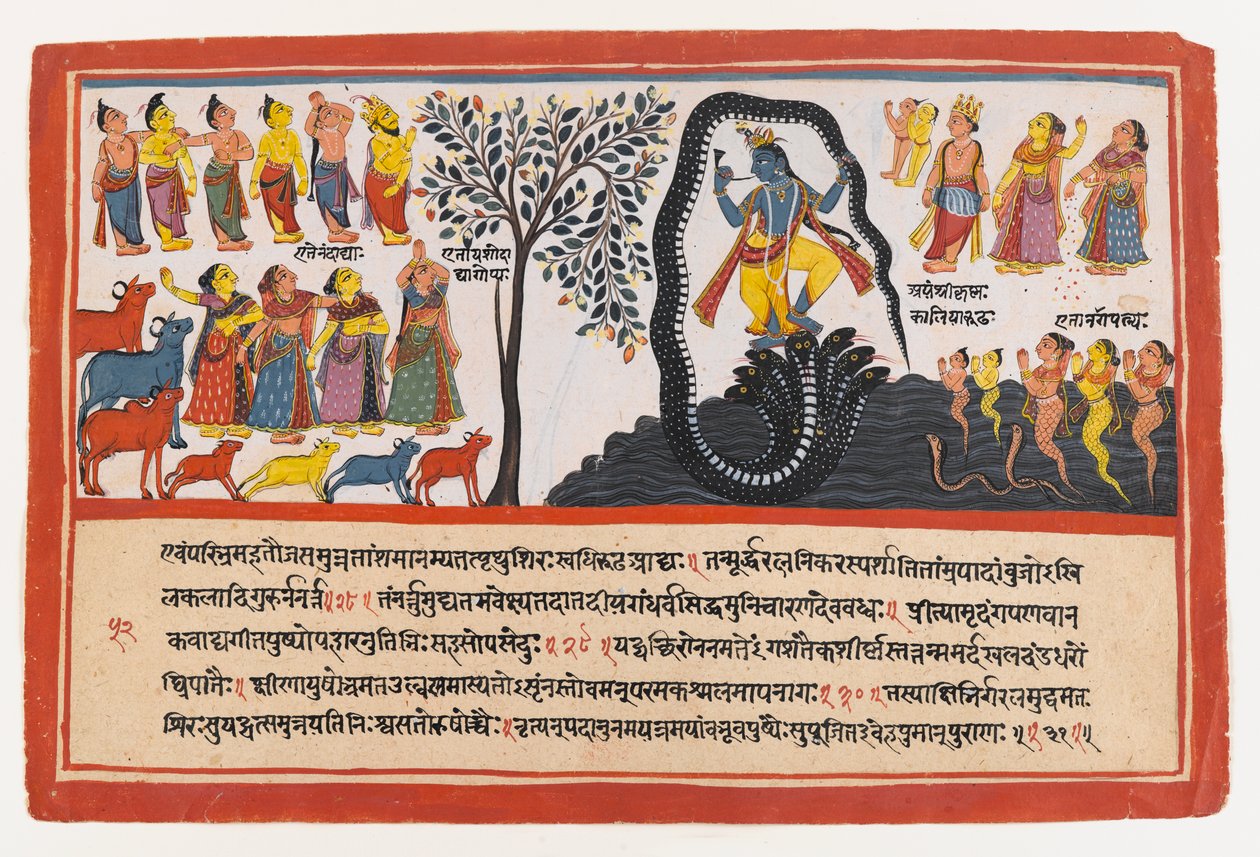 Krishna征服蛇Kaliya，页面来自分散的Bhagavata Purana系列，1775年（不透明的wc和黄金在纸上） 作者 印度学校