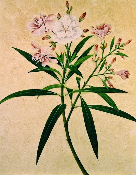 夹竹桃，约1840年（水粉画） 作者 印度学校