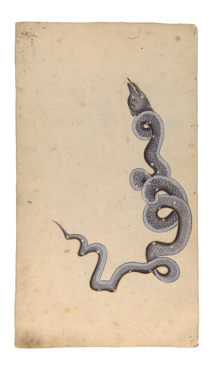 龙的星座：al-Tinnin，1740（不透明的wc，墨水和金在纸上） 作者 印度学校