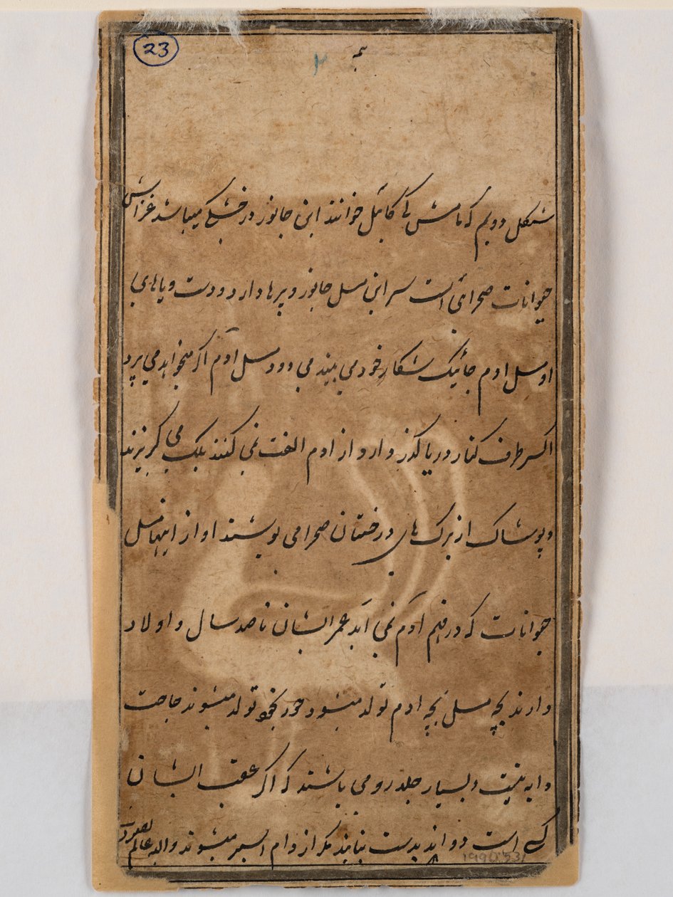 带女人头的神话孔雀的背面，约 1750 年（纸上的钢笔和墨水） 作者 印度学校
