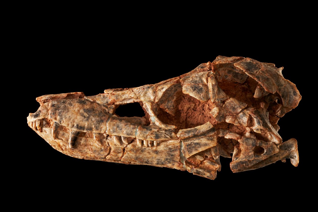 Junggarsuchus sloani，侏罗纪中期的一种石龙子。 作者 艾拉·布洛克