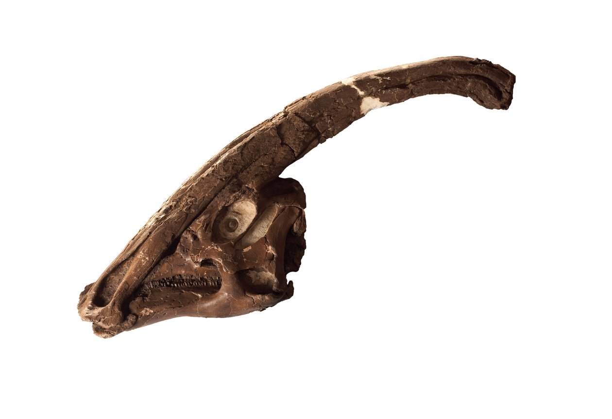 安大略皇家博物馆收藏的原始头骨和徽章--副栉龙（Parasaurolophus）。 作者 艾拉·布洛克