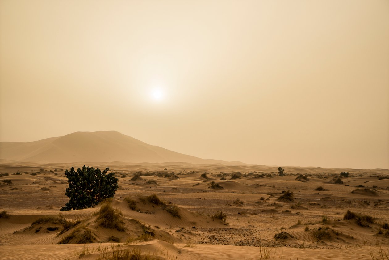 摩洛哥东南部 Erg Chebbi 沙漠中的沙丘，2014 年（照片） 作者 艾拉·布洛克