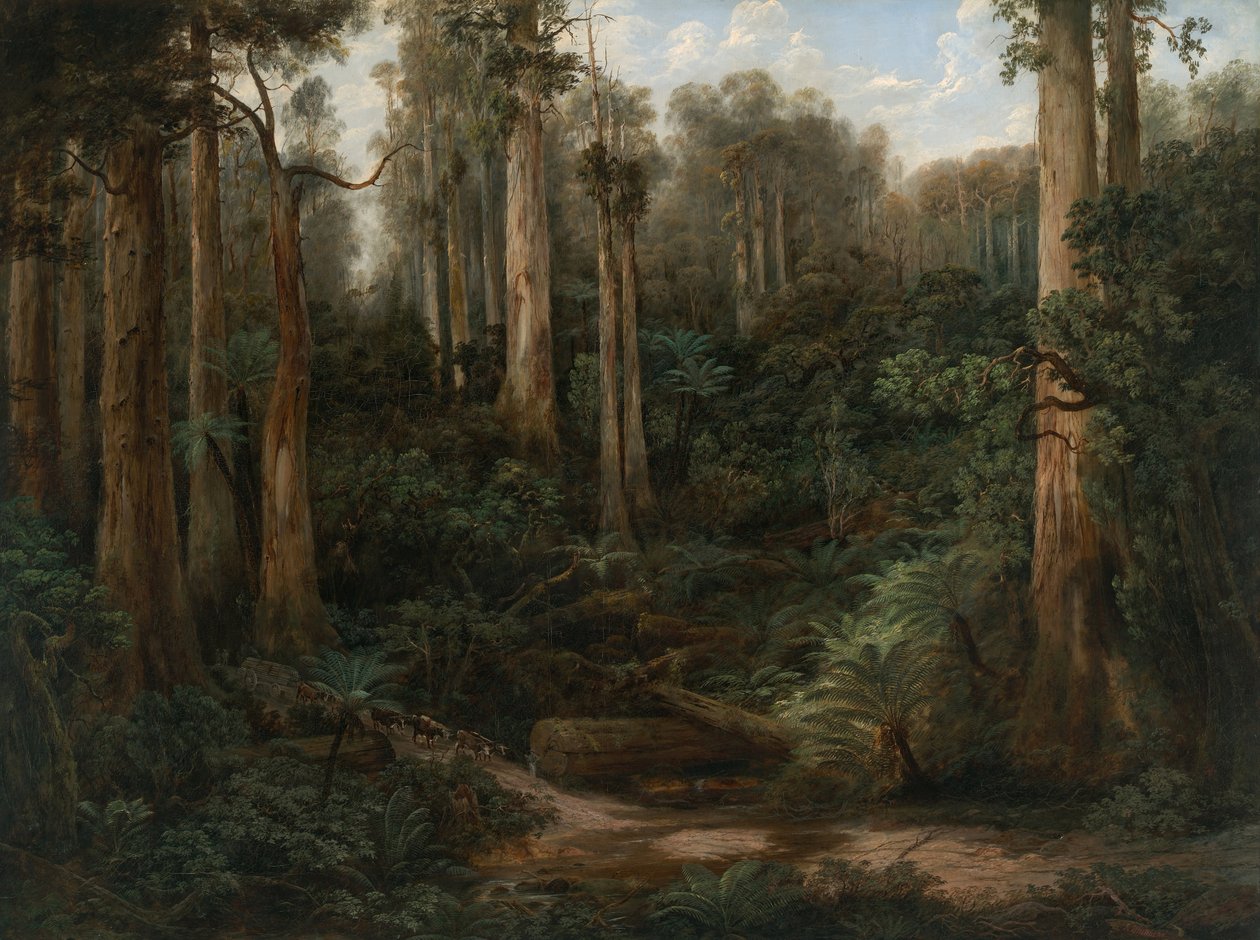 Sassafras Gully，Gippsland 作者 艾萨克·怀特黑德