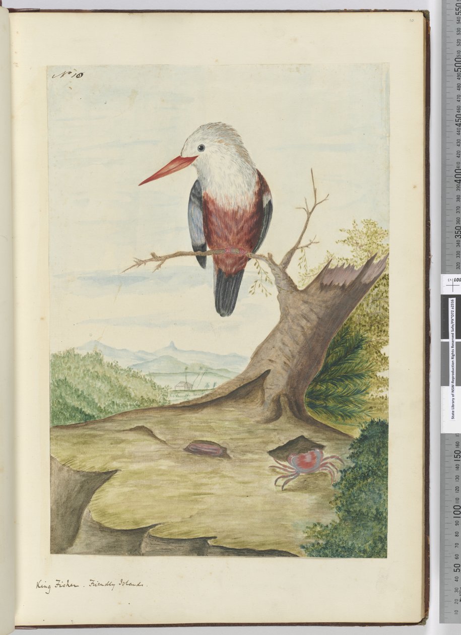 F.10 King fisher。友好群岛，1772-75（wc） 作者 艾萨克·史密斯