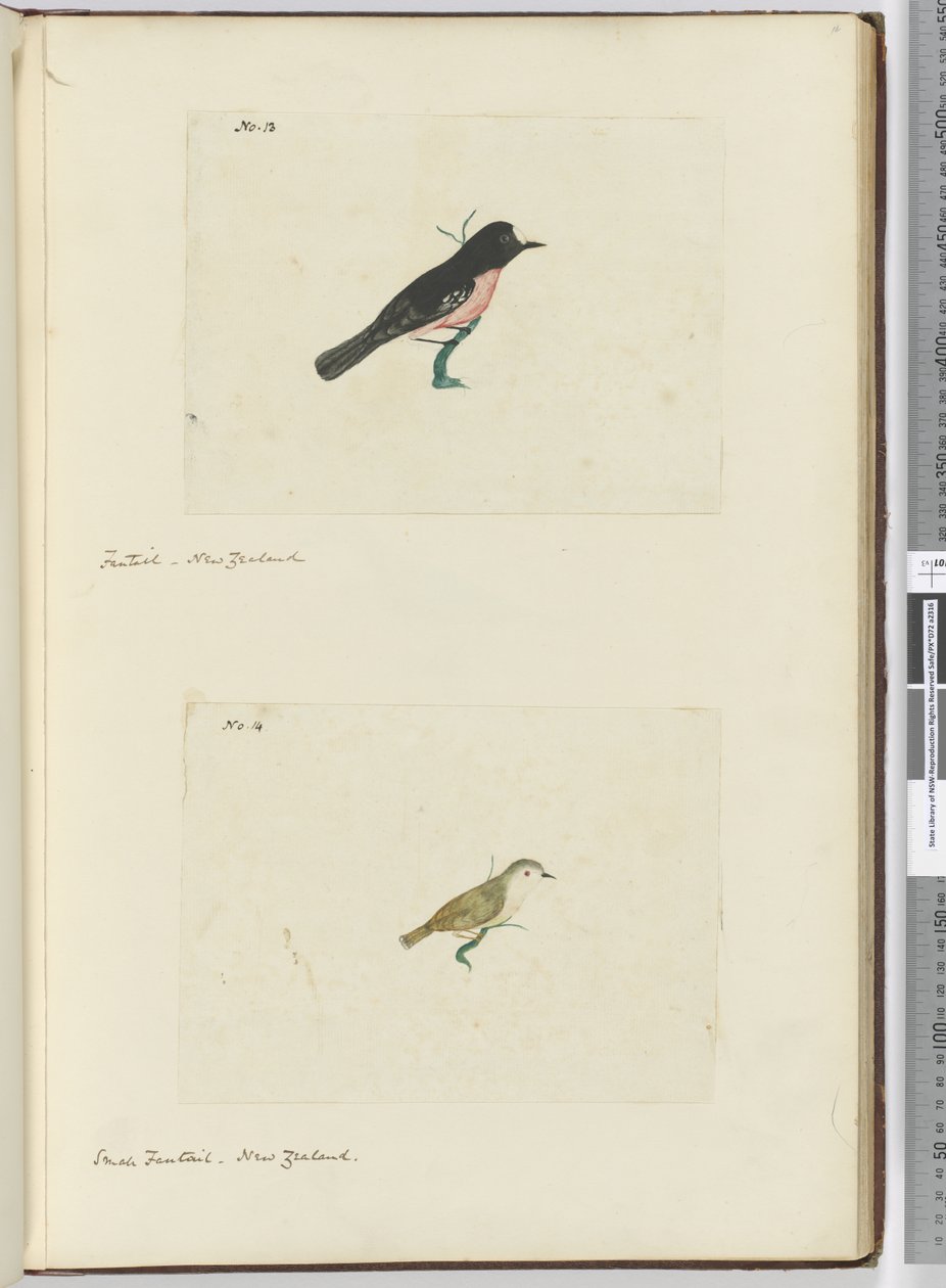 F.13 Fantail。新西兰F.14小扇尾。新西兰，1772-75（wc） 作者 艾萨克·史密斯