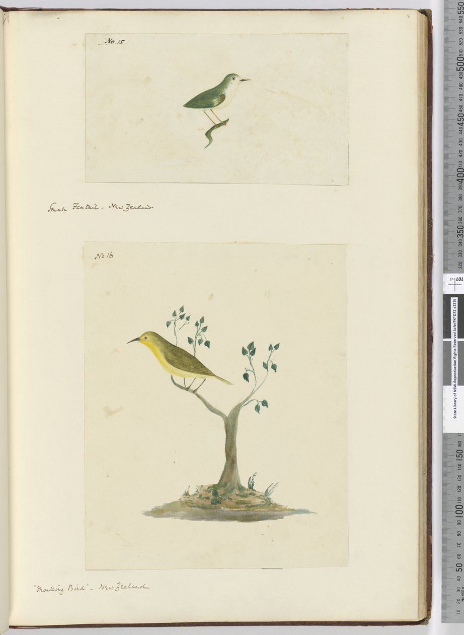 F.15小扇尾。新西兰F.16嘲弄鸟。新西兰，1772-75（wc） 作者 艾萨克·史密斯