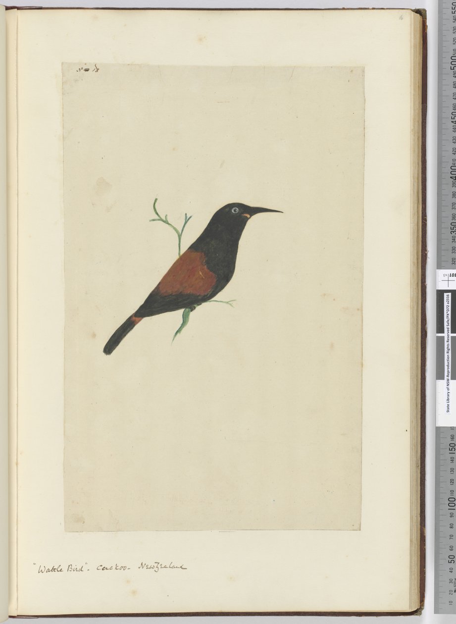 F.18荆鸟。布谷鸟。新西兰，1772-75（wc） 作者 艾萨克·史密斯