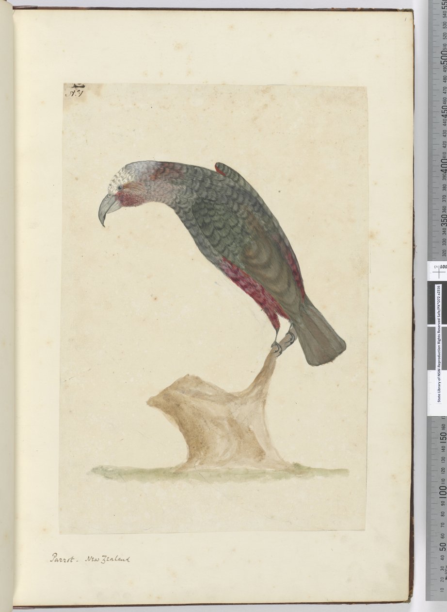 F.1新西兰鹦鹉，1772-75（wc） 作者 艾萨克·史密斯