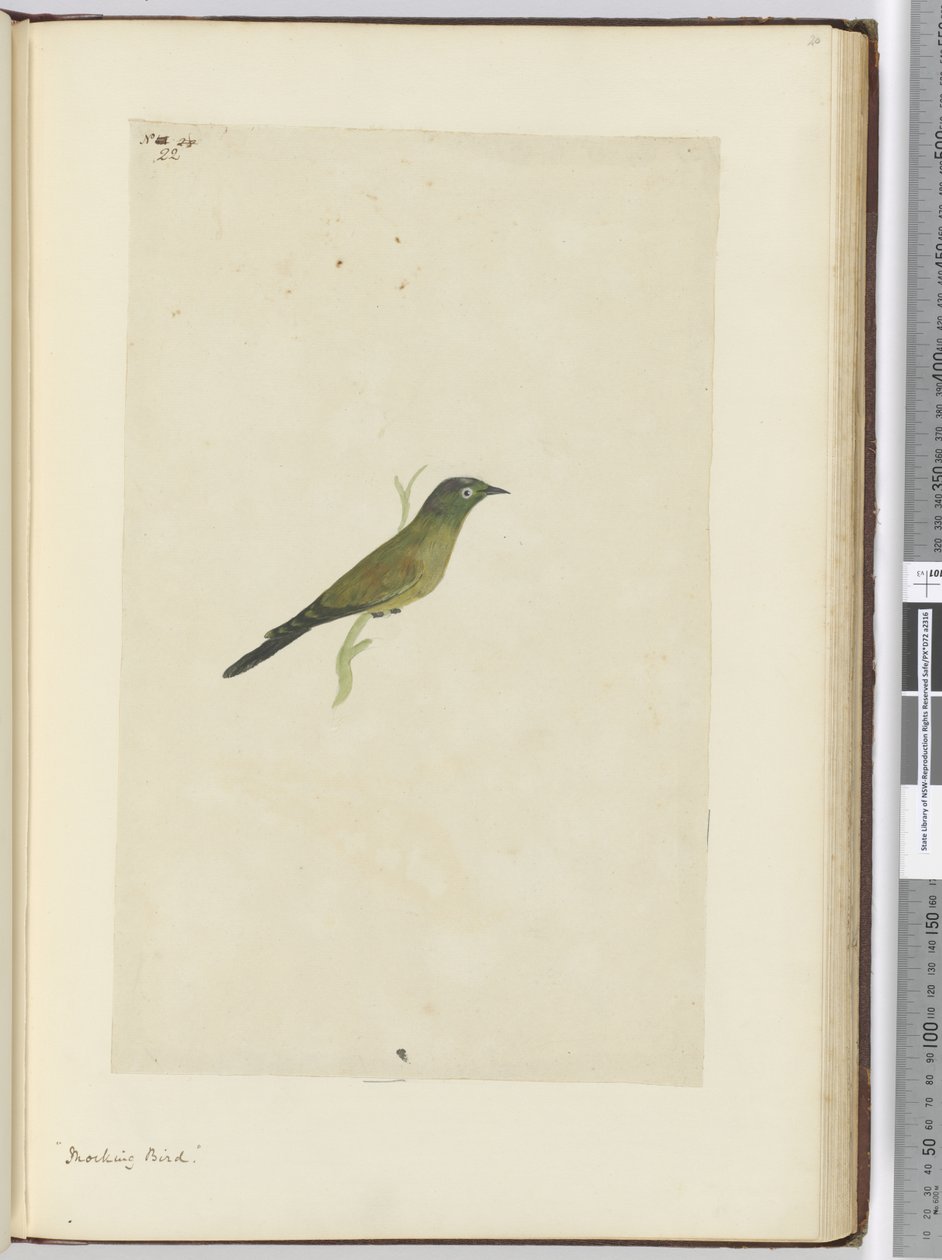 F.22嘲弄鸟，1772-75（wc） 作者 艾萨克·史密斯