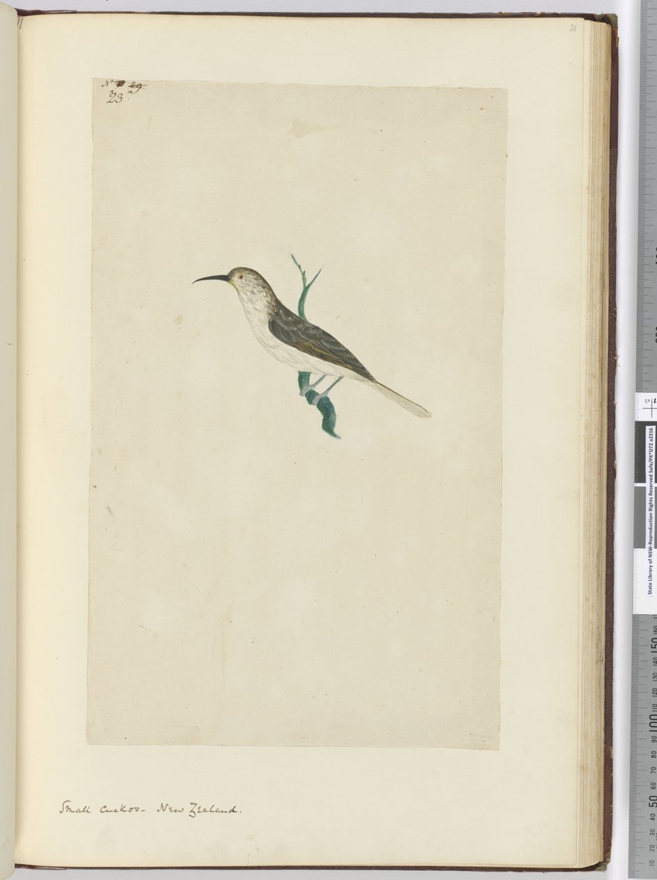 F.23小杜鹃。新西兰，1772-75（wc） 作者 艾萨克·史密斯