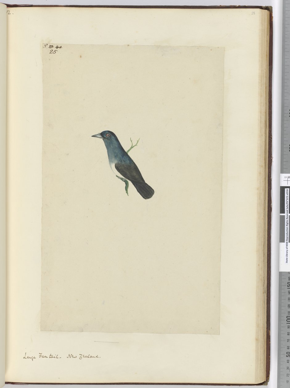 F.25大扇尾。新西兰，1772-75（wc） 作者 艾萨克·史密斯